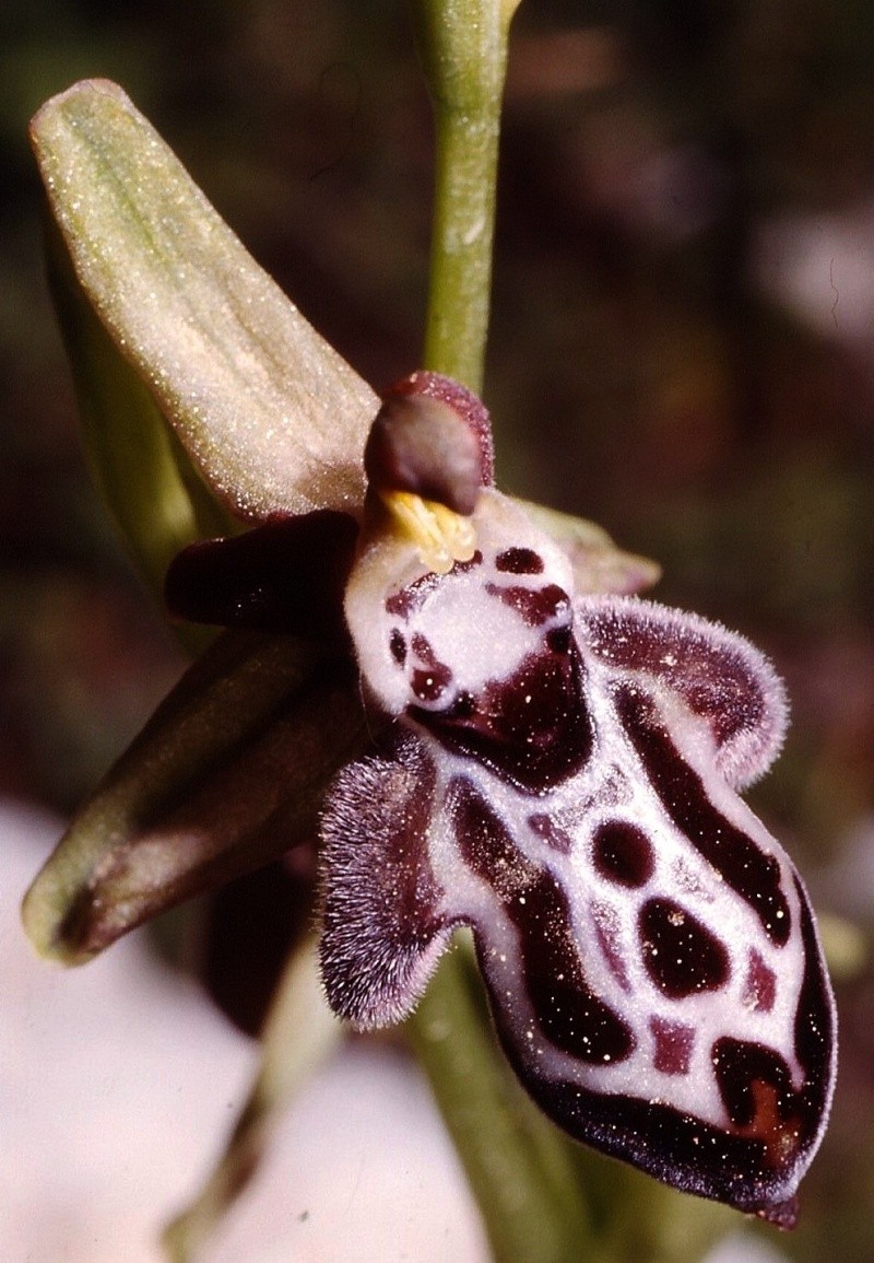 Cavité stigmatique d'un ophrys : largeur et hauteur Ariadn10