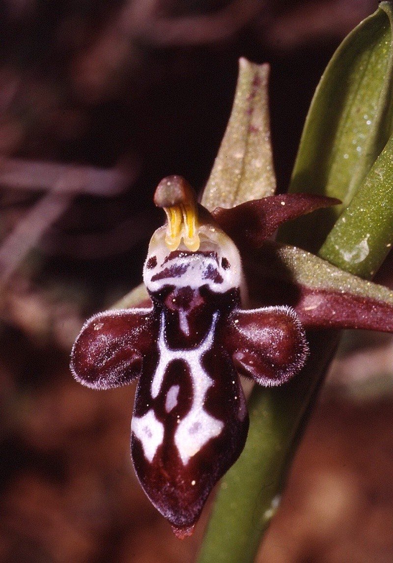 Cavité stigmatique d'un ophrys : largeur et hauteur Cretic10