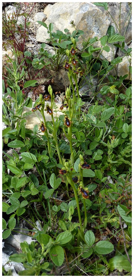 Andalousie et Algarve 2014. 5 Euophrys Ver_p110
