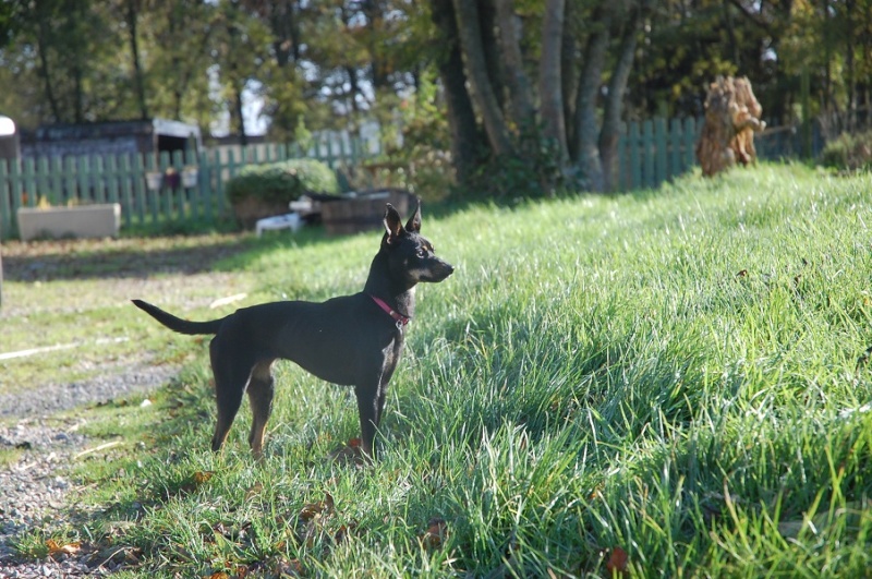 HERA gentille pinscher, 2 ans (76,77) Rara_m10