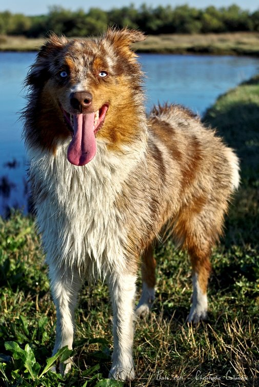 Berger Australien femelle rouge merle (33)