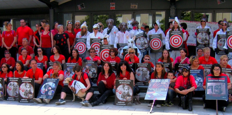 manifestation en France le 17 mai 2014 contre le massacre des chiens en roumanie - Page 29 17mai_11