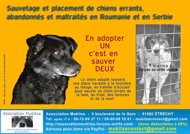 roumanie - manifestation en France le 17 mai 2014 contre le massacre des chiens en roumanie - Page 3 Affich15