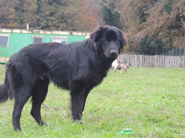Ioko: Mle chien, n en 2012, taille moyenne / grande Ioko10