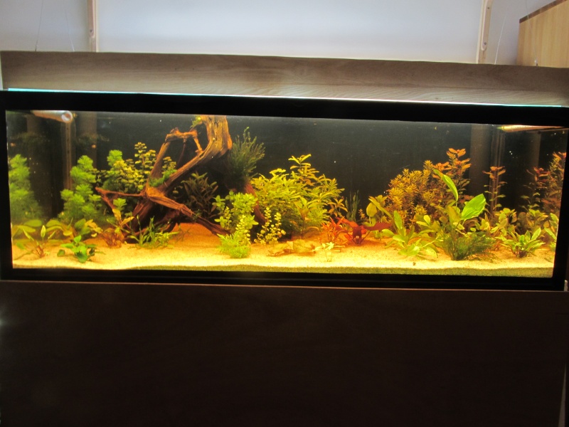 Projet bac 450l pour L333 Img_3010