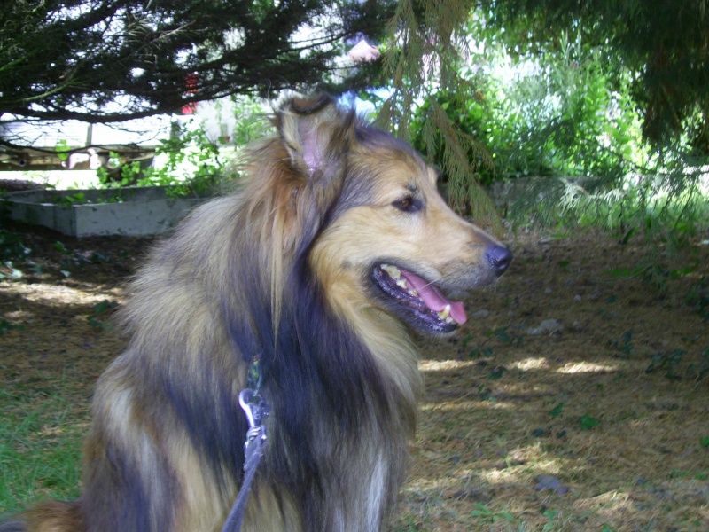 ZIGGY Croisé Shetland 4 ans - Calvados Ziggy10