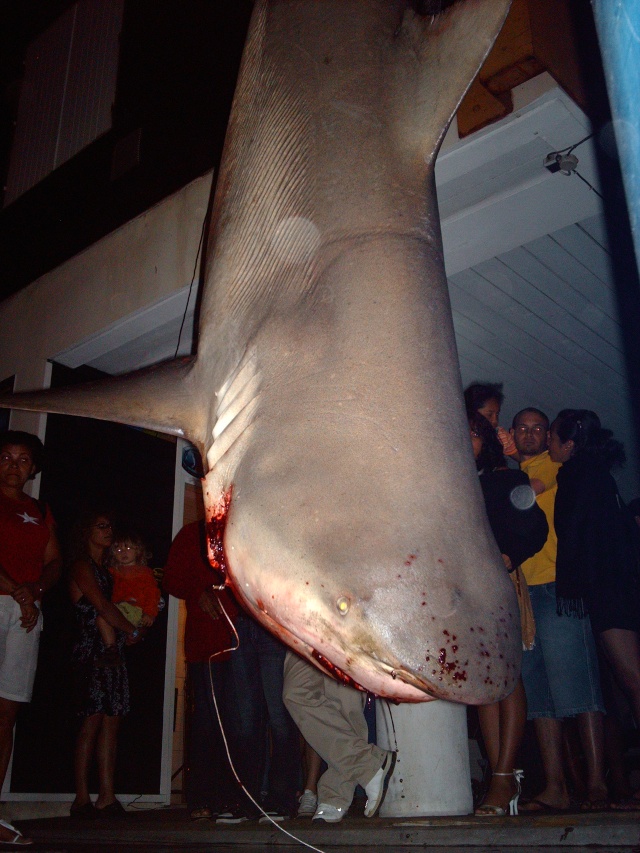 [Shark] 1 qu'on verra plus dans l'eau Imag2113