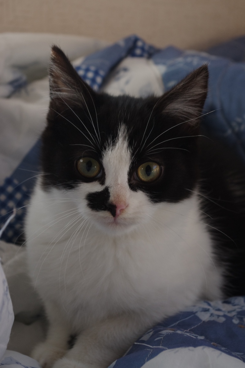 Image De Votre Chat Image De Votre Chat