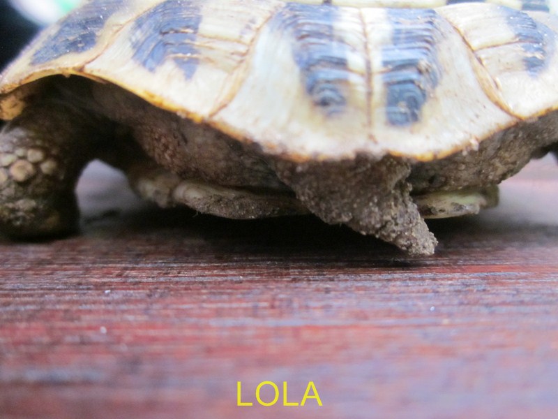 [identification] sexe Lola Img_4117