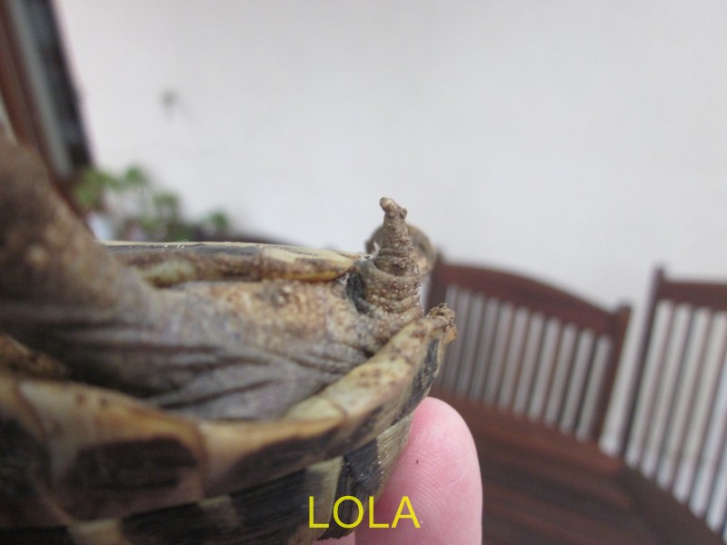 [identification] sexe Lola Img_4120