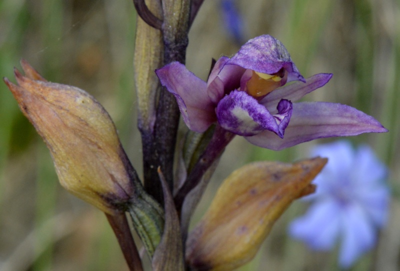 L. abortivum déjà en fleur en Dordogne ! Crupie10