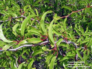 ARBOLES Y PLANTAS TOXICOS PARA EL AGAPORNIS Prunus10