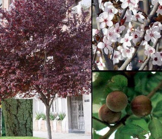 ARBOLES Y PLANTAS TOXICOS PARA EL AGAPORNIS Prunus13
