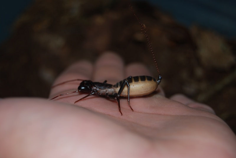 Mastigoproctus giganteus Dsc_0612