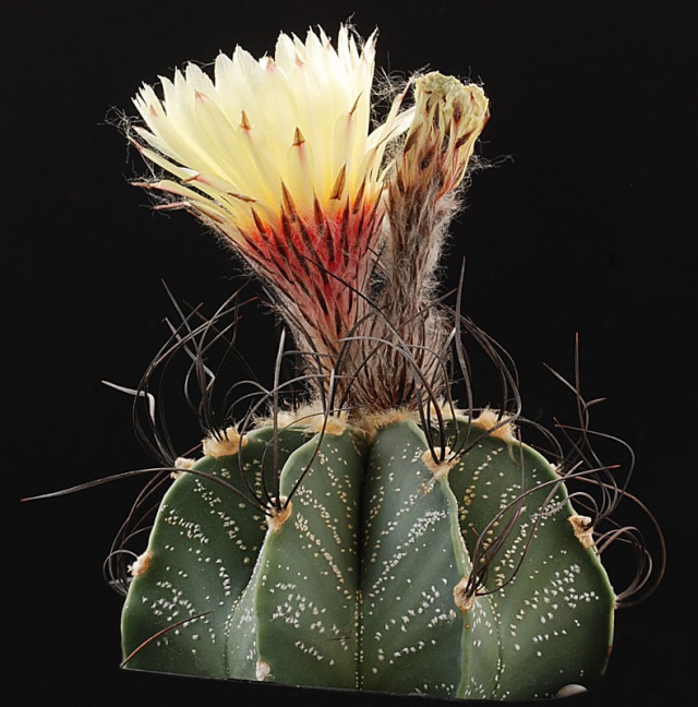 Astrophytum - une collection - Page 8 4410
