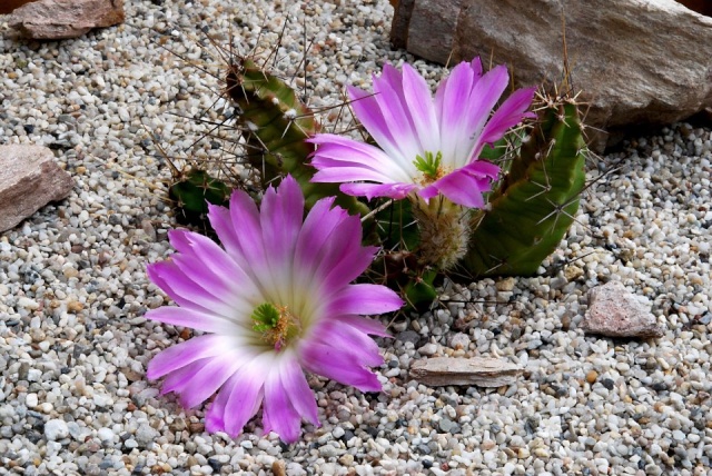 Echinocereus - une collection - Page 2 5110