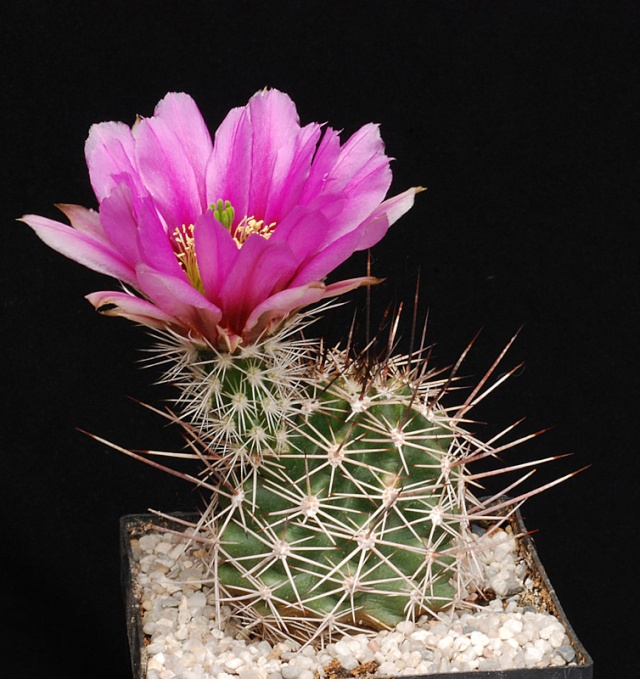 Echinocereus - une collection - Page 2 810