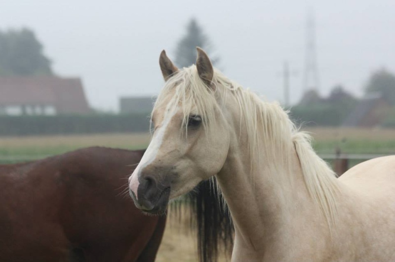 Poulain DSA palomino 2011  - Origines endurance Barcar11