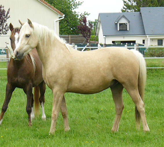 Hongre DSA palomino 3 ans par Vic Altair Barcar24