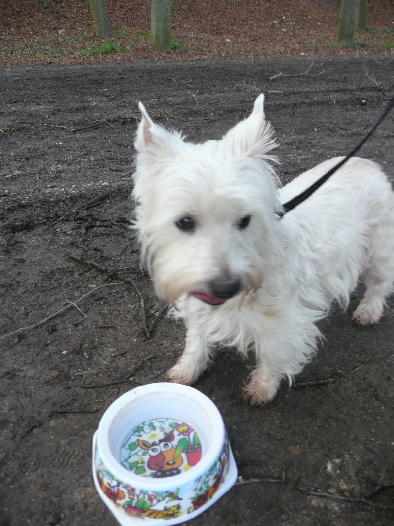 APRIL, westie femelle de 8 ans chez CANI NURSING - Page 4 P1120917