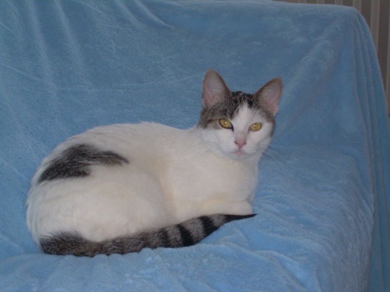 [Adoptée] CHIPIE 2 ans jolie type européenne non LOOF - Handi'cats (29) Dscn3215