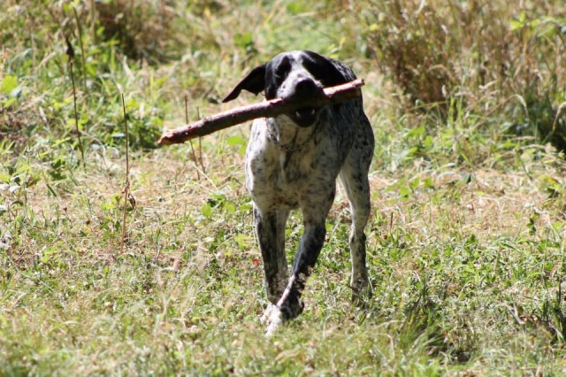 ESPRIT  -  Pointer  5  ans  (4 ans de refuge) -  SPA  DE  CHATEAU  MALO  (35) Esprit11