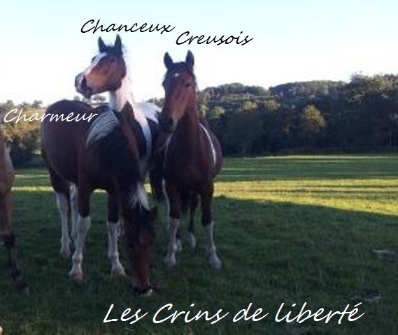 (Dpt 23) Charmeur,ONC, Sauvée par Jean paul (2013/2020) - Page 5 Photo310
