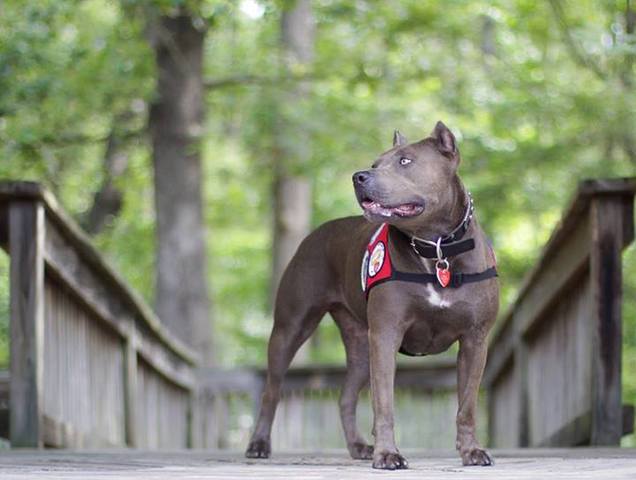ELLE, un pitbull élu chien héros de l'année USA Elle-c10
