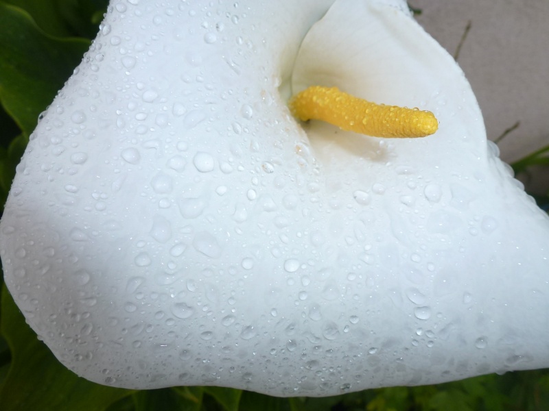 Fleurs et perles de pluie sur ARUM. 10 mai 2014 P1050511