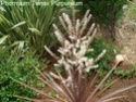 Des espèces plus «exotiques», palmiers, agaves Rosier11