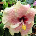 Hibiscus rosa sinensis