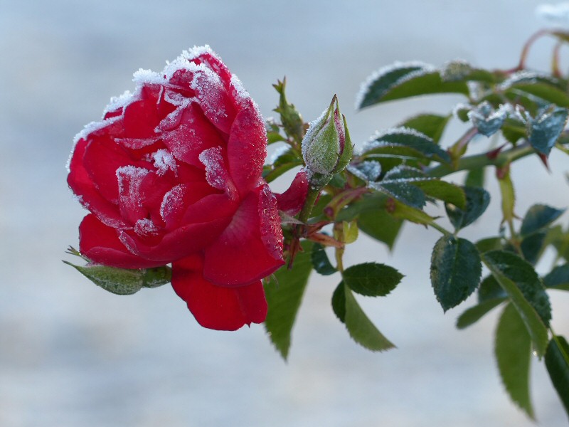 la vraie rose de noel!! Rose_n12