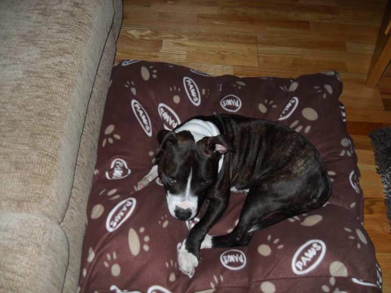 In foster care: Butch (formerly Yankee) Staffy Boy with deformed leg Yankee15