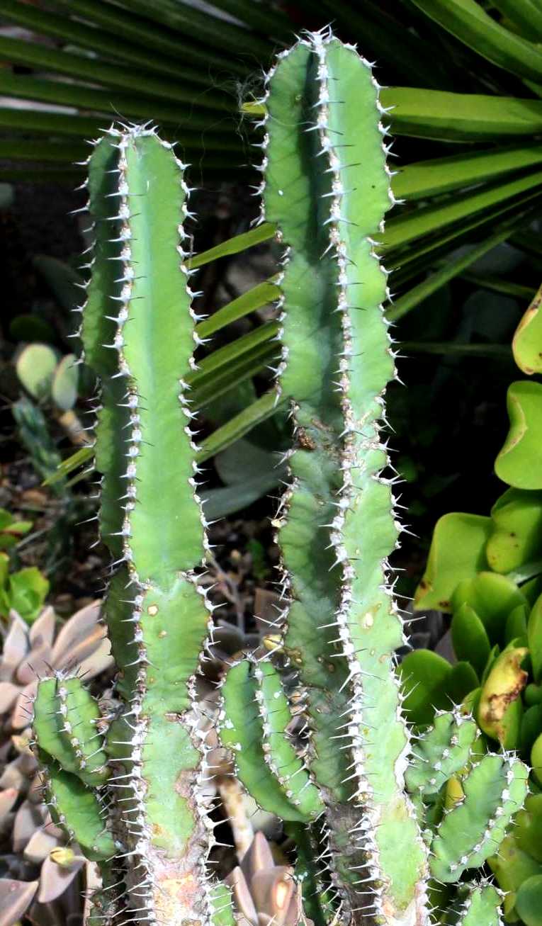 Euphorbia sp., Kalanchoe sp., Echinopsis oxygona [identifications non terminées] Cactae11
