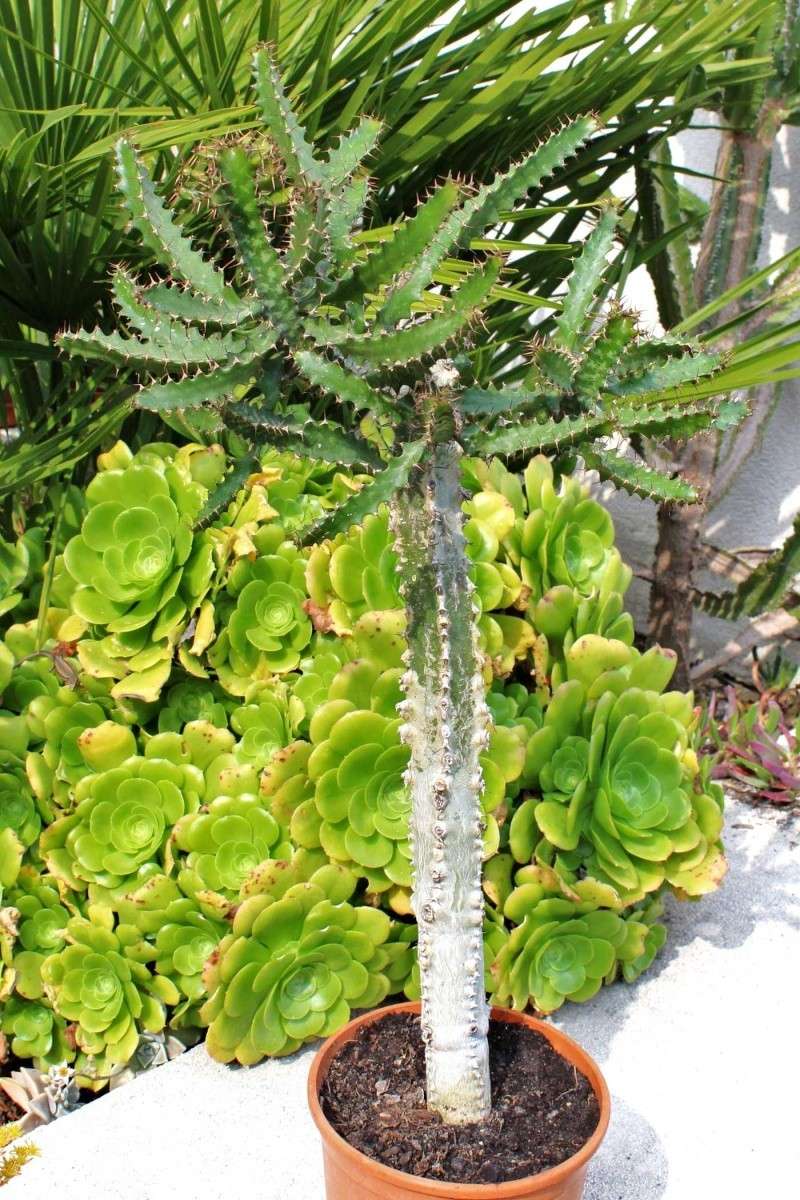 Euphorbia sp., Kalanchoe sp., Echinopsis oxygona [identifications non terminées] Cactae12