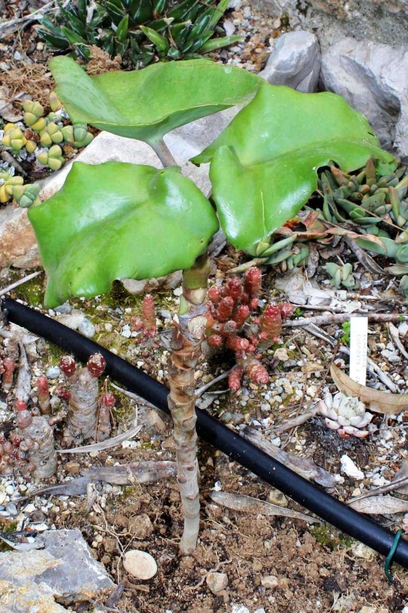 Euphorbia sp., Kalanchoe sp., Echinopsis oxygona [identifications non terminées] Cactae13