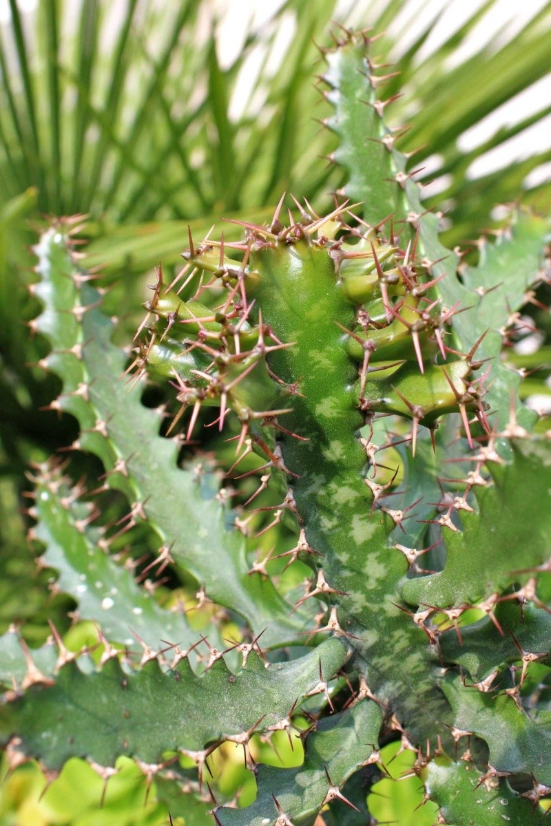 Euphorbia sp., Kalanchoe sp., Echinopsis oxygona [identifications non terminées] Euphor10