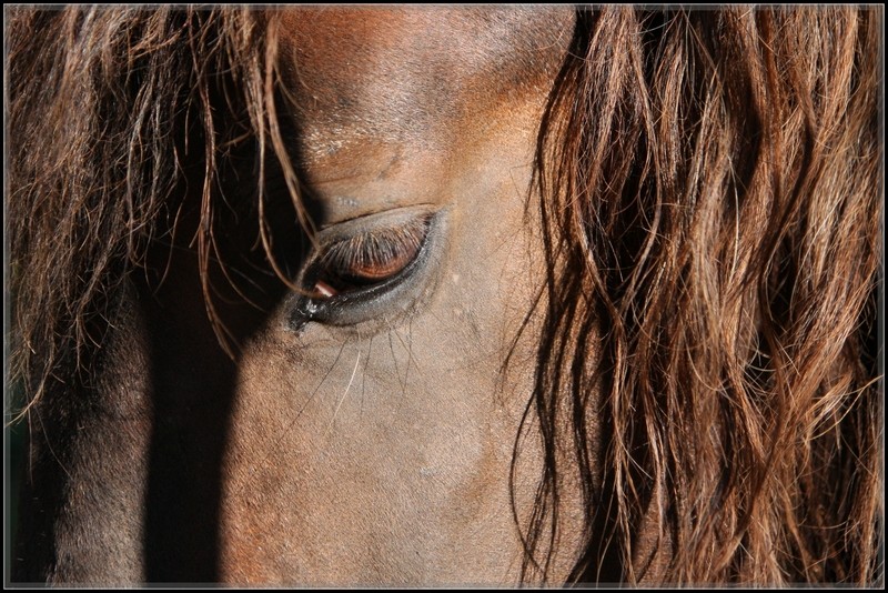 chevaux et biquettes Regard10