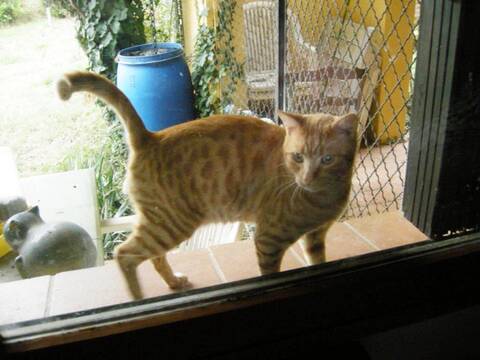Trouve A La Salvetat St Gilles Jeune Chat Roux Tigre
