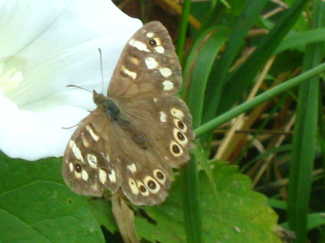 Tircis (pararge aegeria) Tircis10