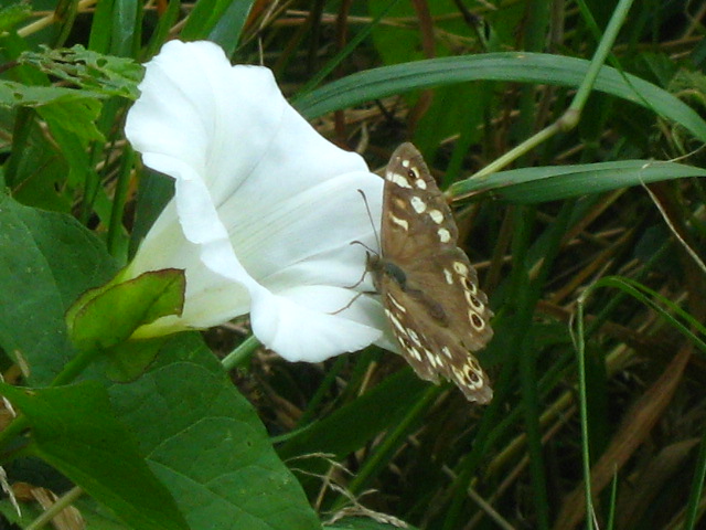 Tircis (pararge aegeria) Tircis11