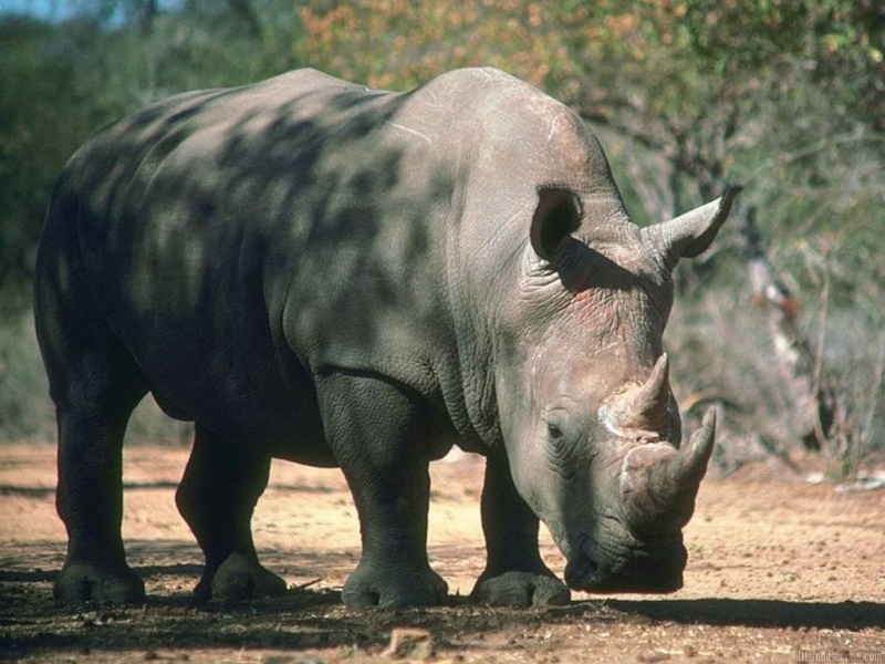 rhinoceros Fond-e15