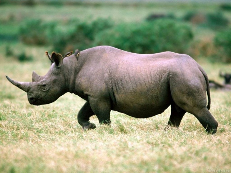 rhinoceros Fond-e16
