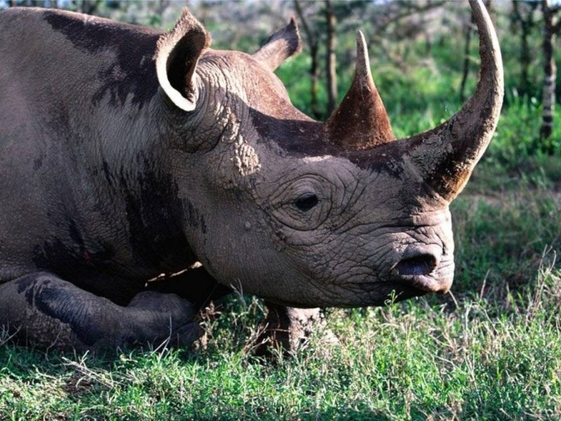 rhinoceros Fond-e17