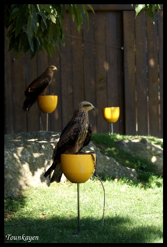 Puy du Fou Episode 3 : Le Bal des oiseaux fantômes Dsc00712