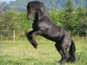 Le Frison Frison13