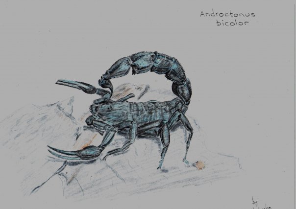 ScorpionForum Art Contest II A_bico10