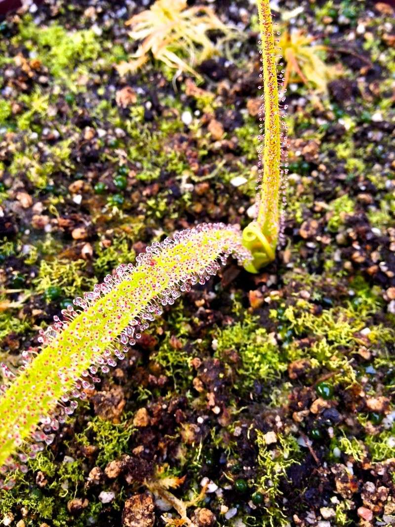 Dionaea et Drosera Img_2311