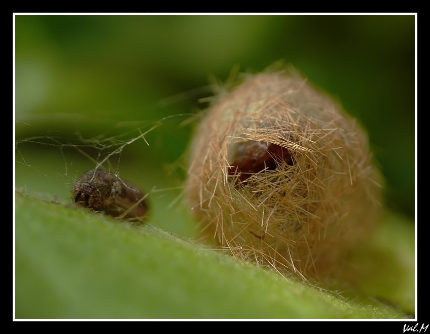 dors tranquillement, maman veille... Cocon_15