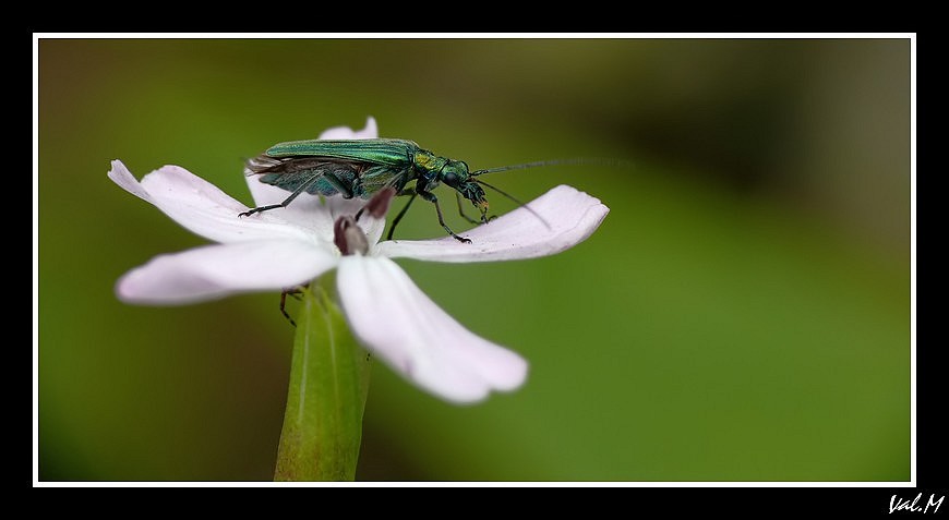 vert sur violet... Insect17